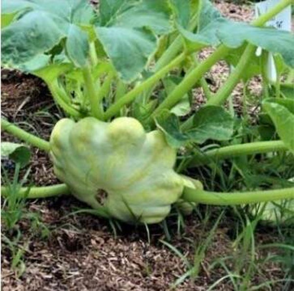 Patty Pan Squash