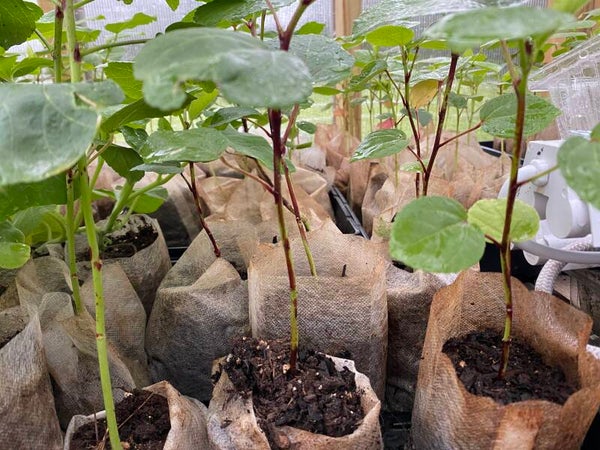 Roselle (Sorrel) Hibiscus Seedlings