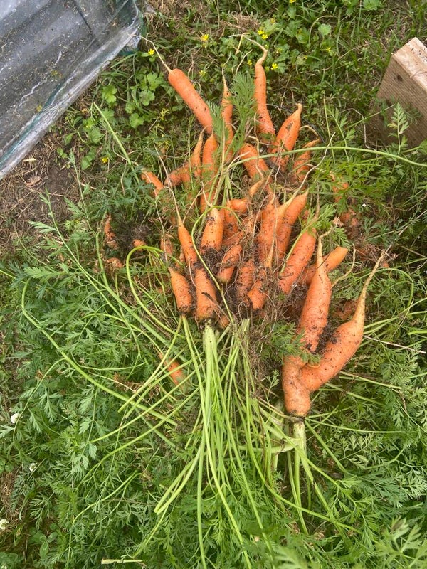 Carrots