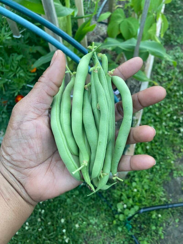 Pole Beans