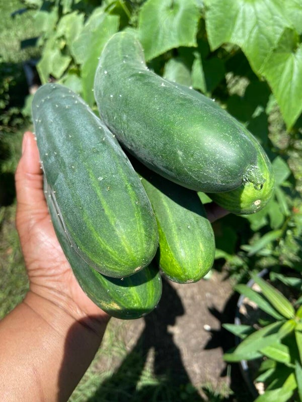 Cucumbers