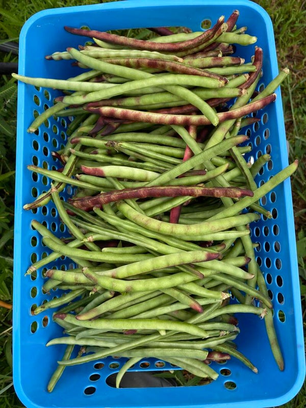 Purple Hull Peas