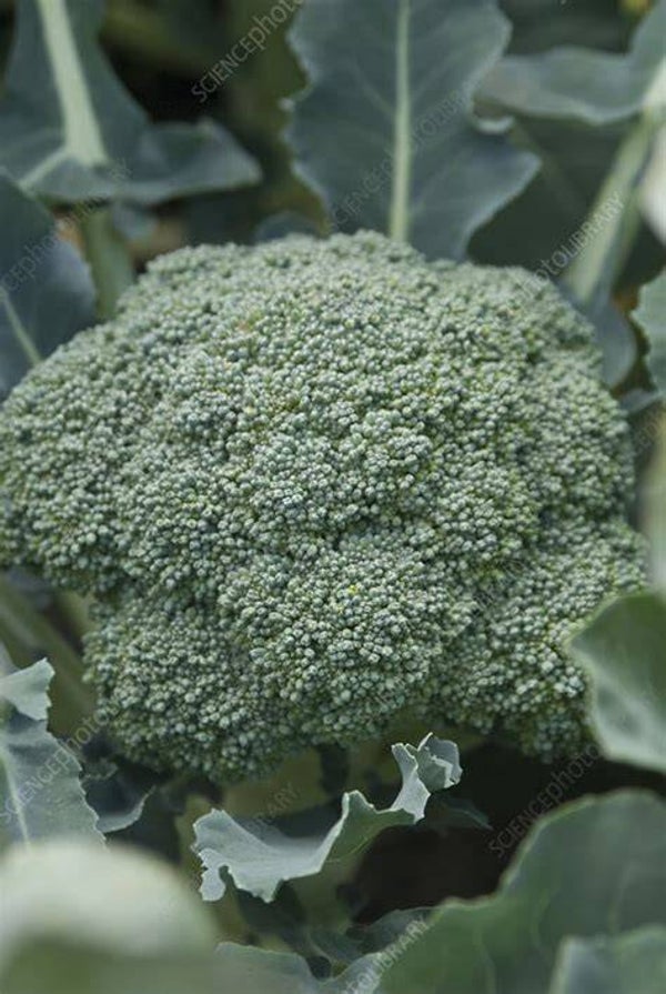 Broccoli
