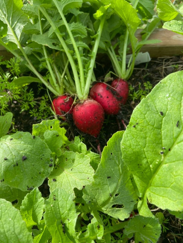 Radish
