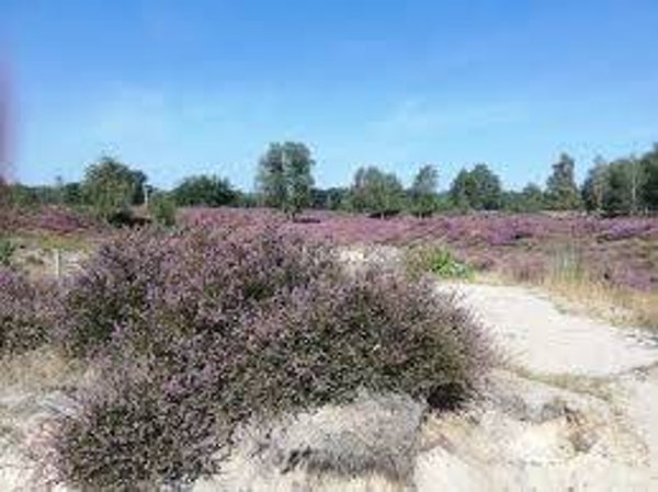 Rondje van de Generaal