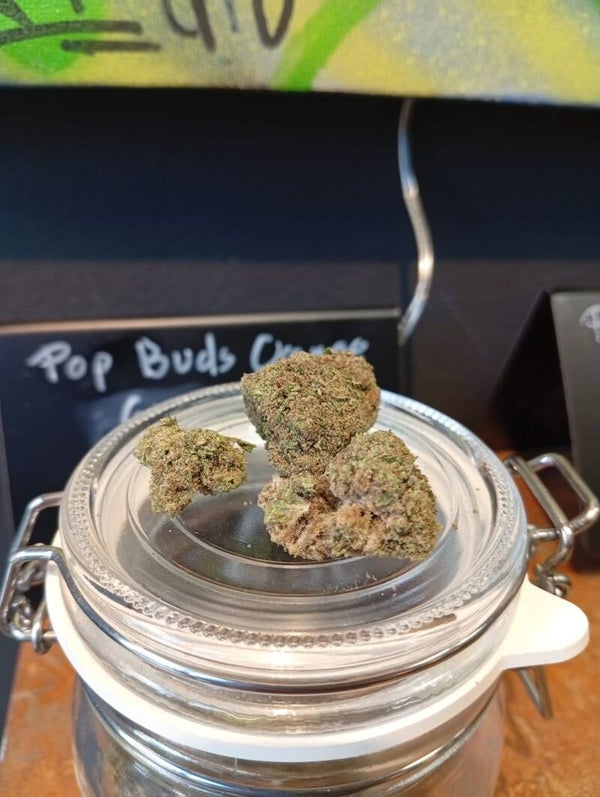 POP BUDS ORANGE INDOOR 10G