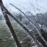 IMG_0311.jpg