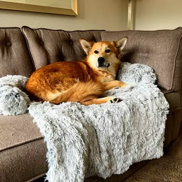 De Blaffende Kat - Premium hondenkussen zetel