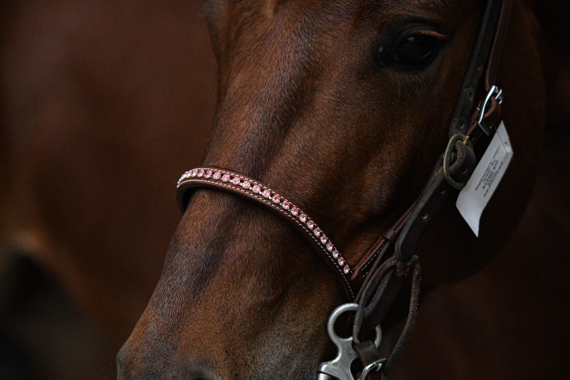 Neusriem rhinestones pink