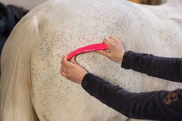 Excellent Horse Grooming Brush mini