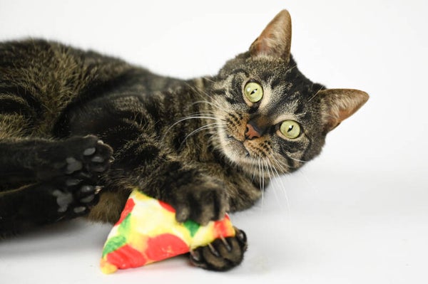 Kattenspel - Pizza met catnip