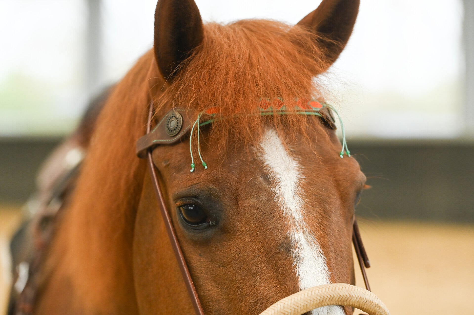 DWAM - Browband Paddy Lee
