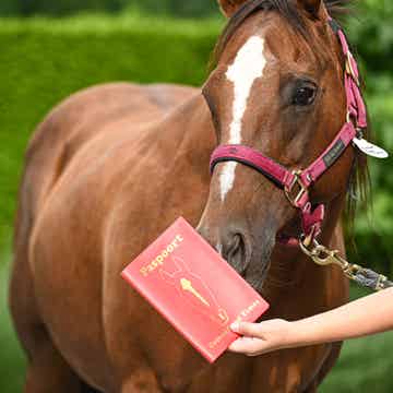 Paspoorthoesje met eigen paard