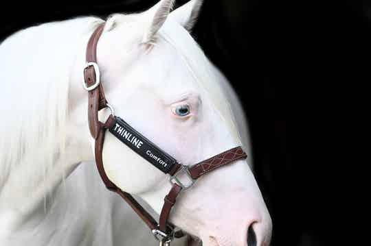 Thinline - Bakstuk Beschermer