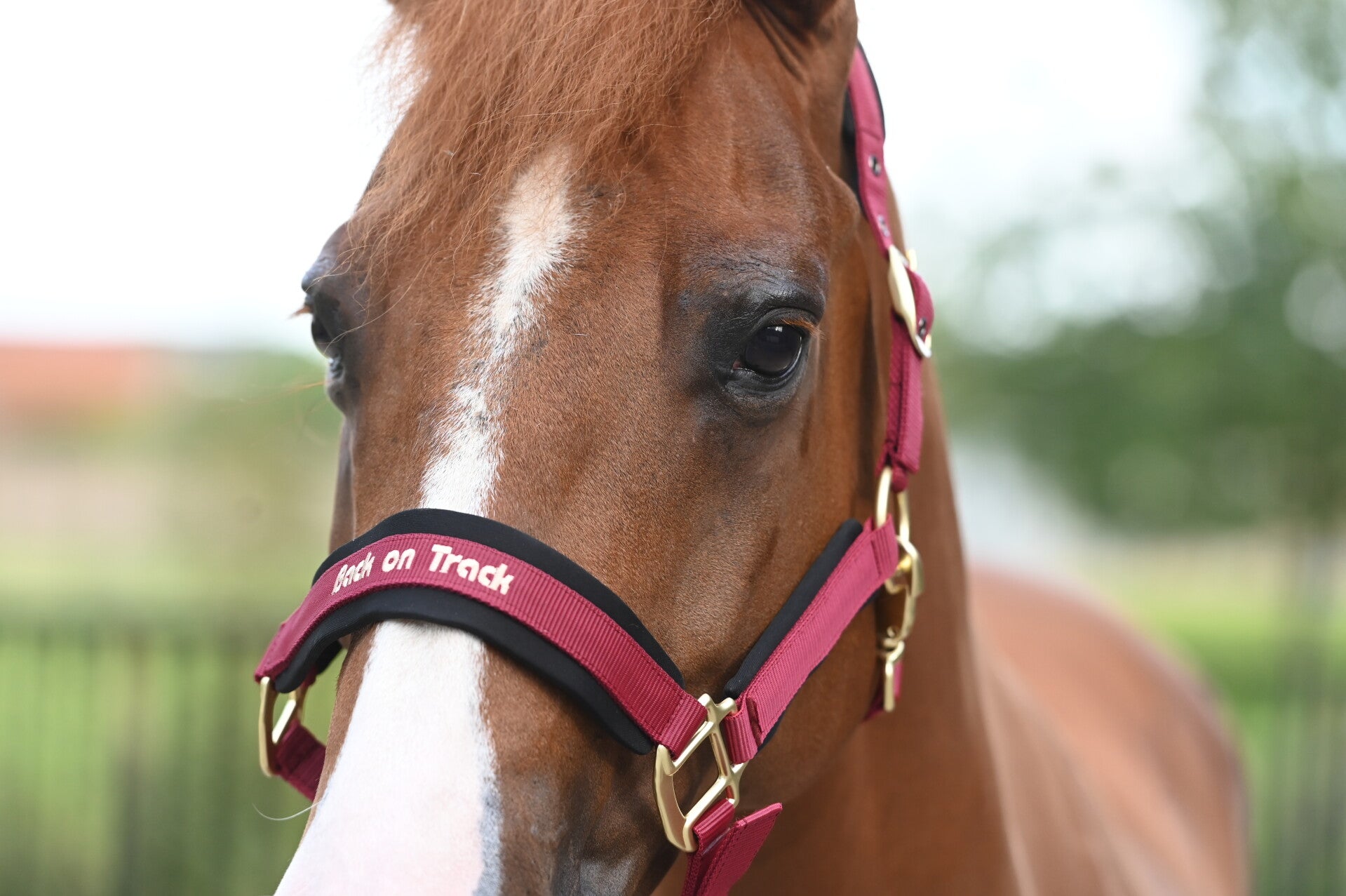 Back on Track - "Werano" halster