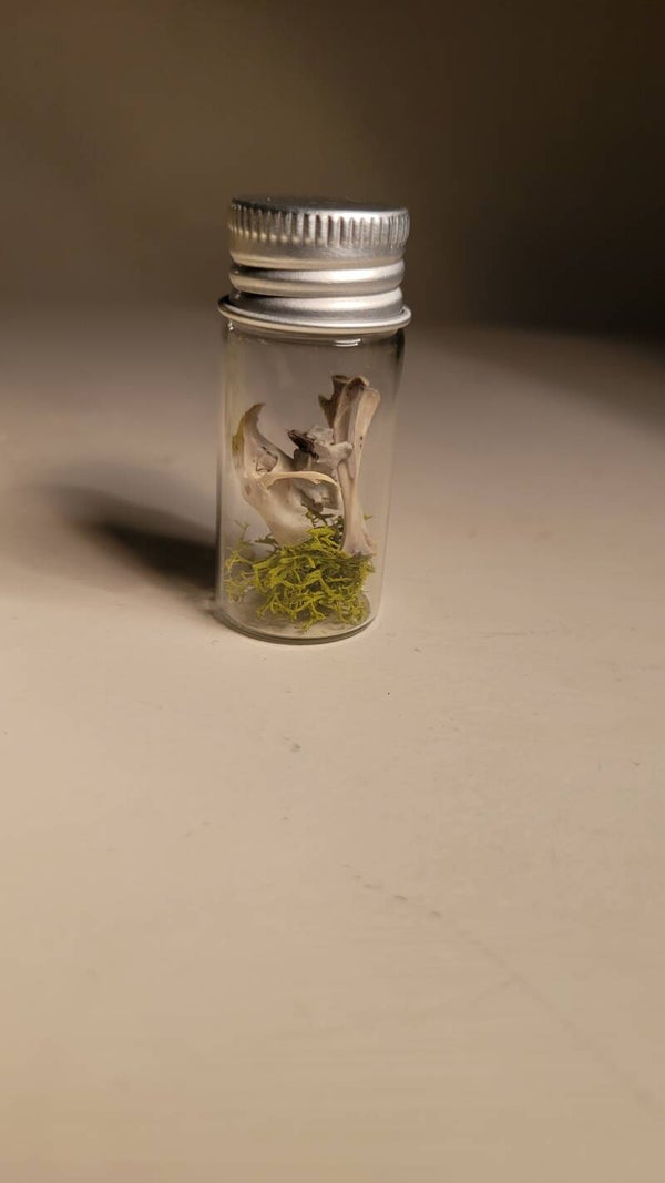 Bone vial with moss