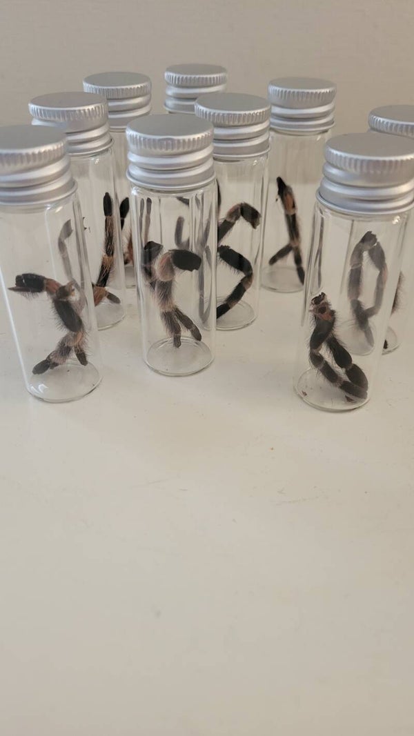 Tarantula legs