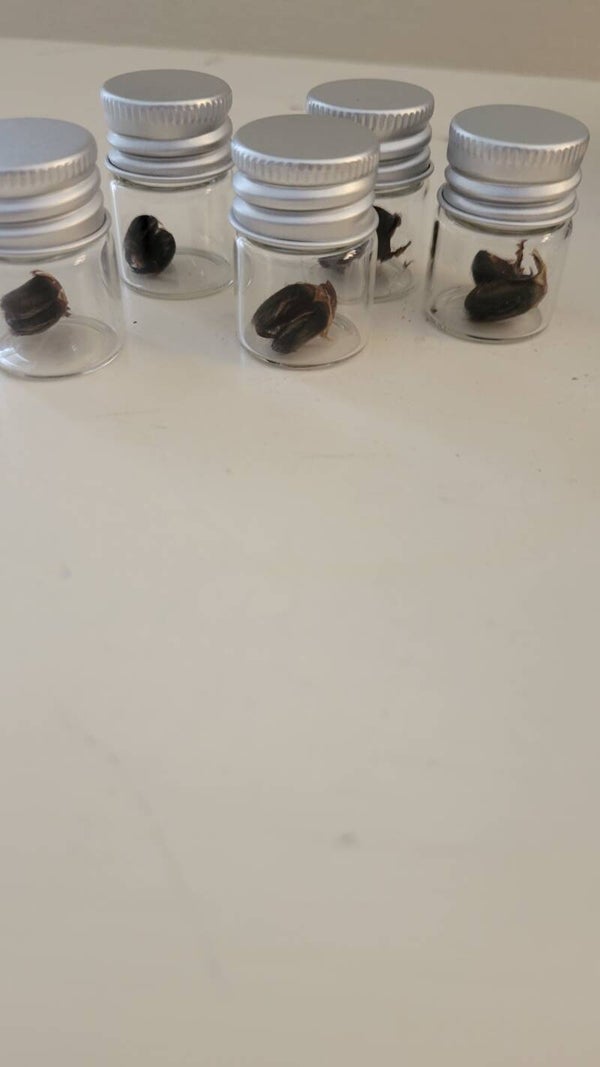 Tarantula fangs