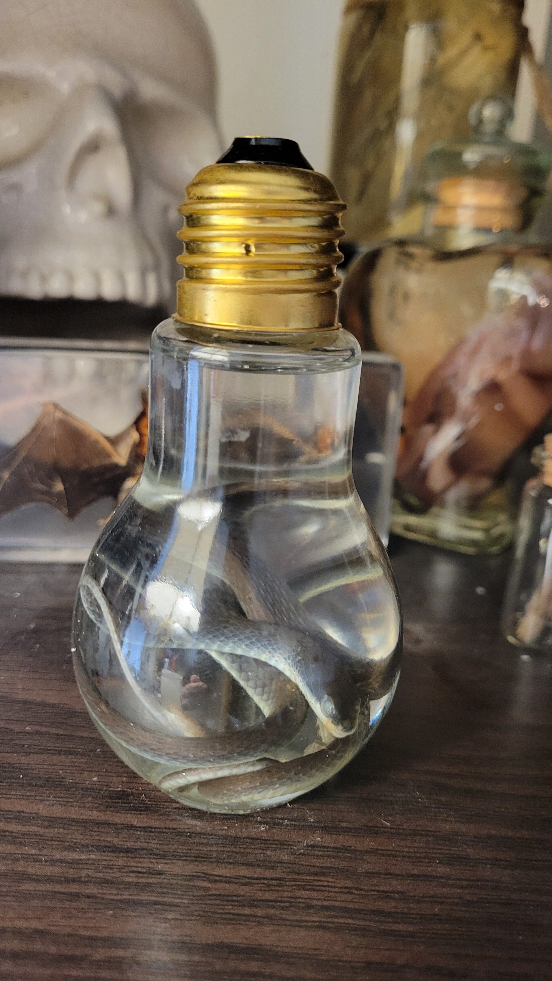 Snake in lightbulb