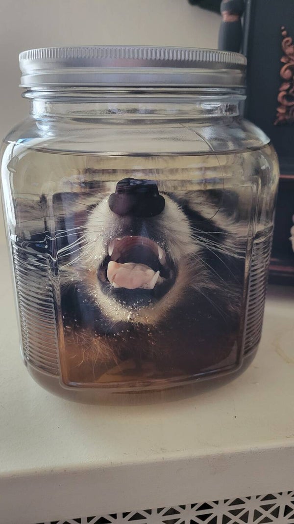 Racoon head
