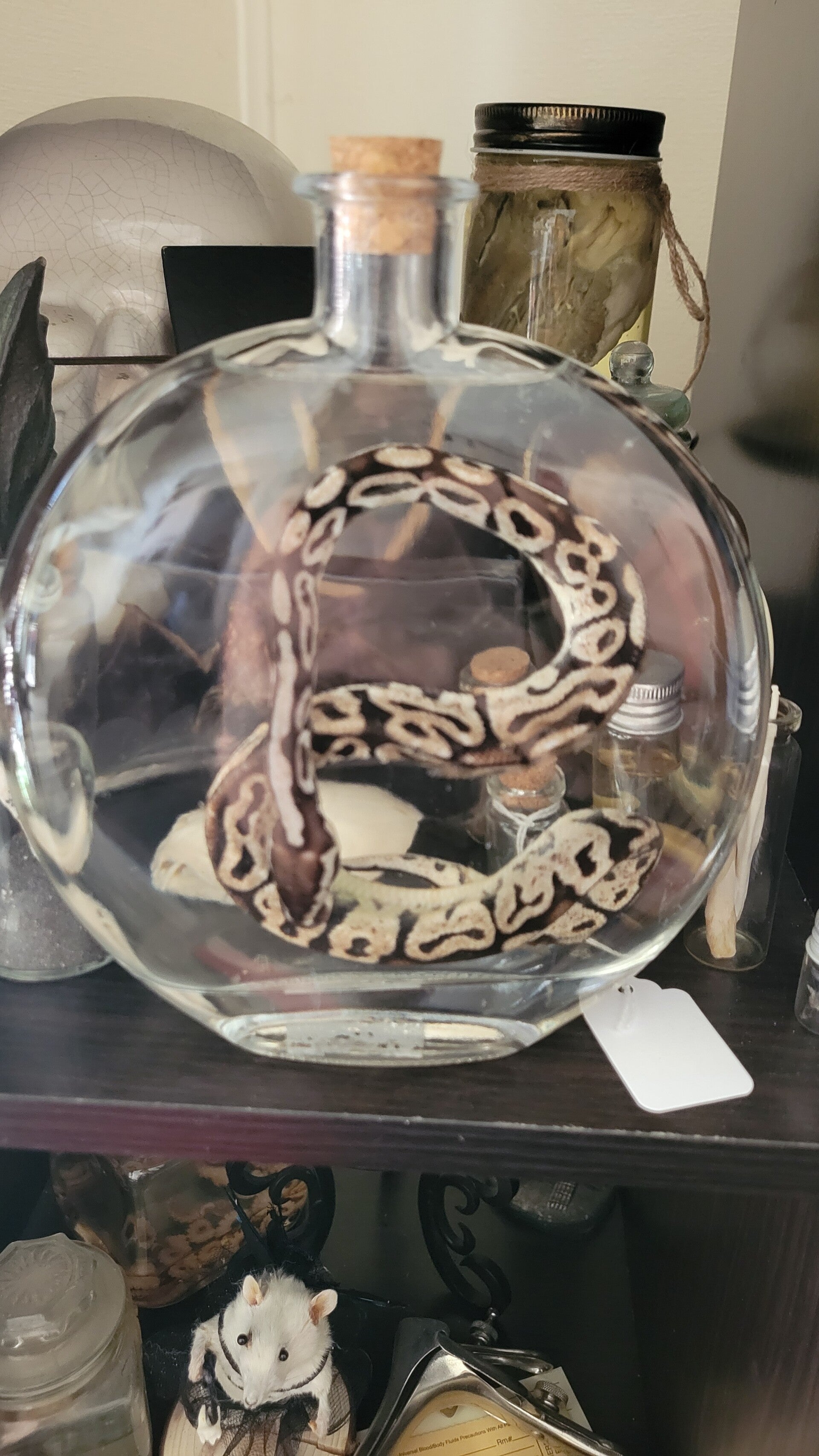 Snake in glass