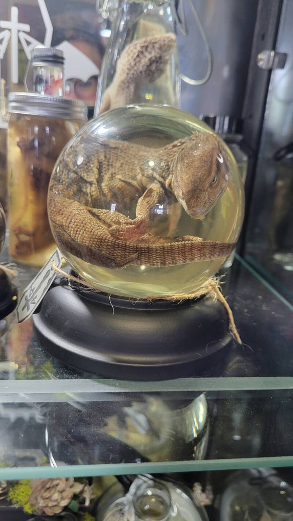 Lizard in globe