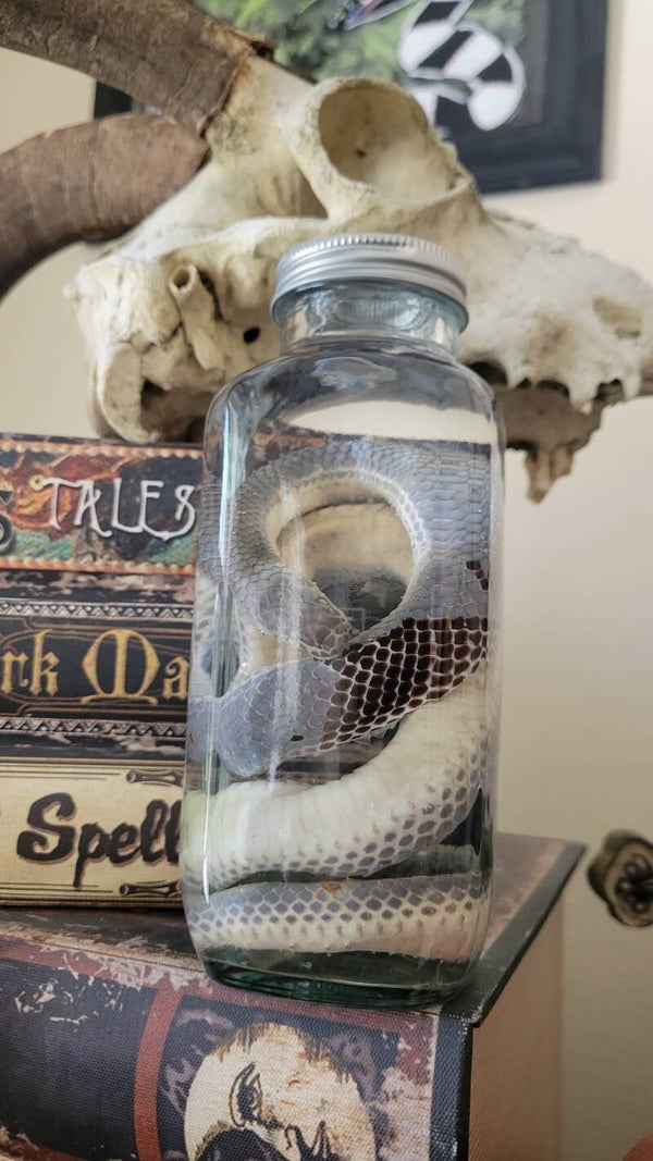 Snake in glass