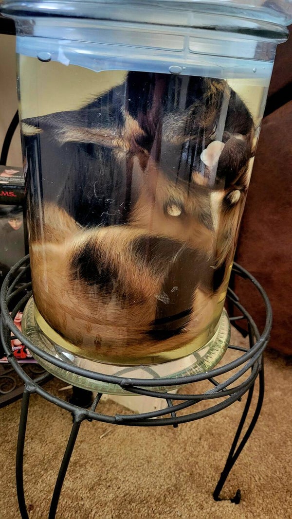 Rare cycloptic fetal goat