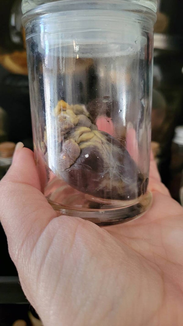 Racoon heart