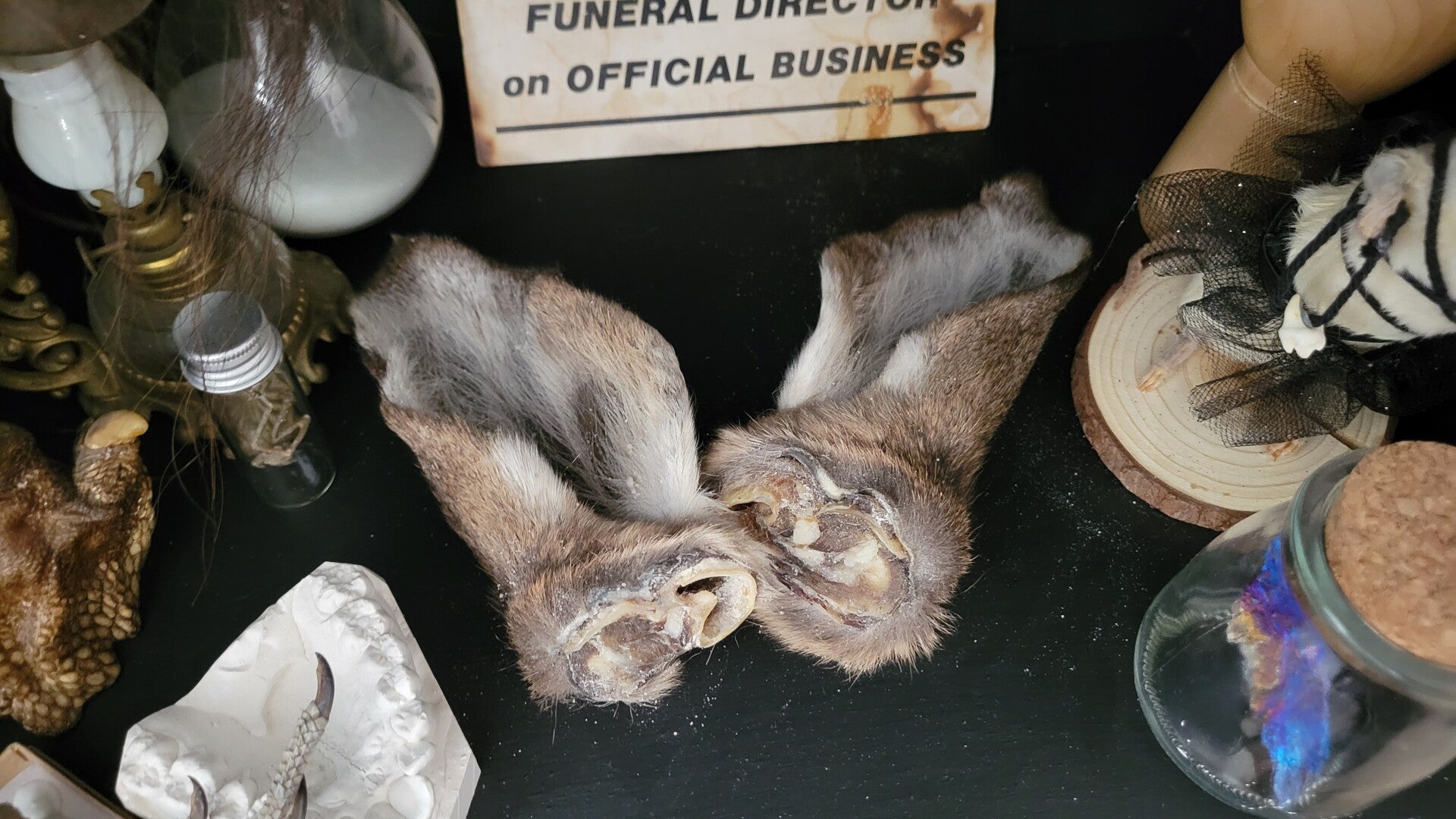 Mummified deer ears