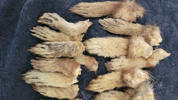 Mummified racoon feet