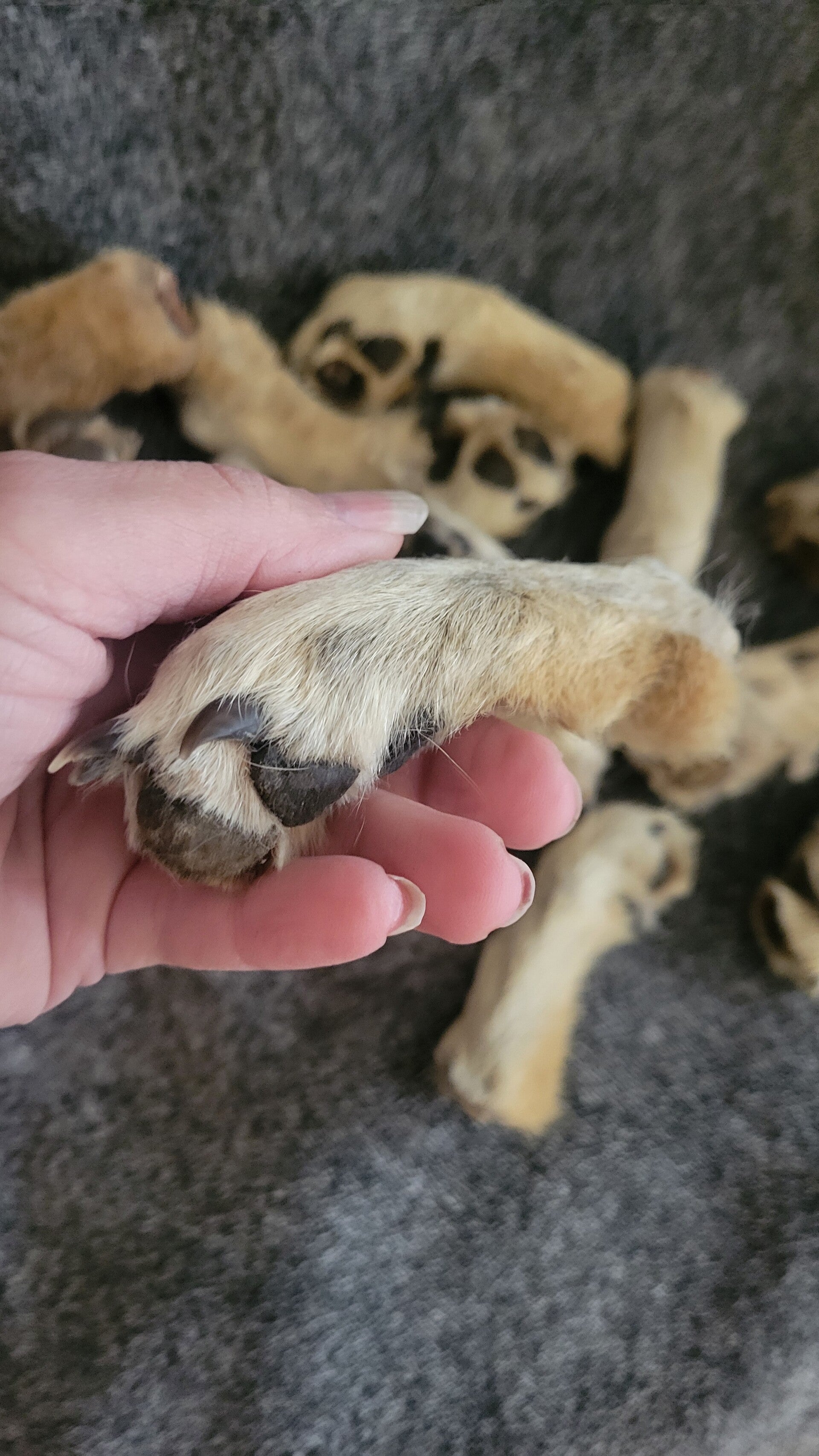 Mummified coyote feet