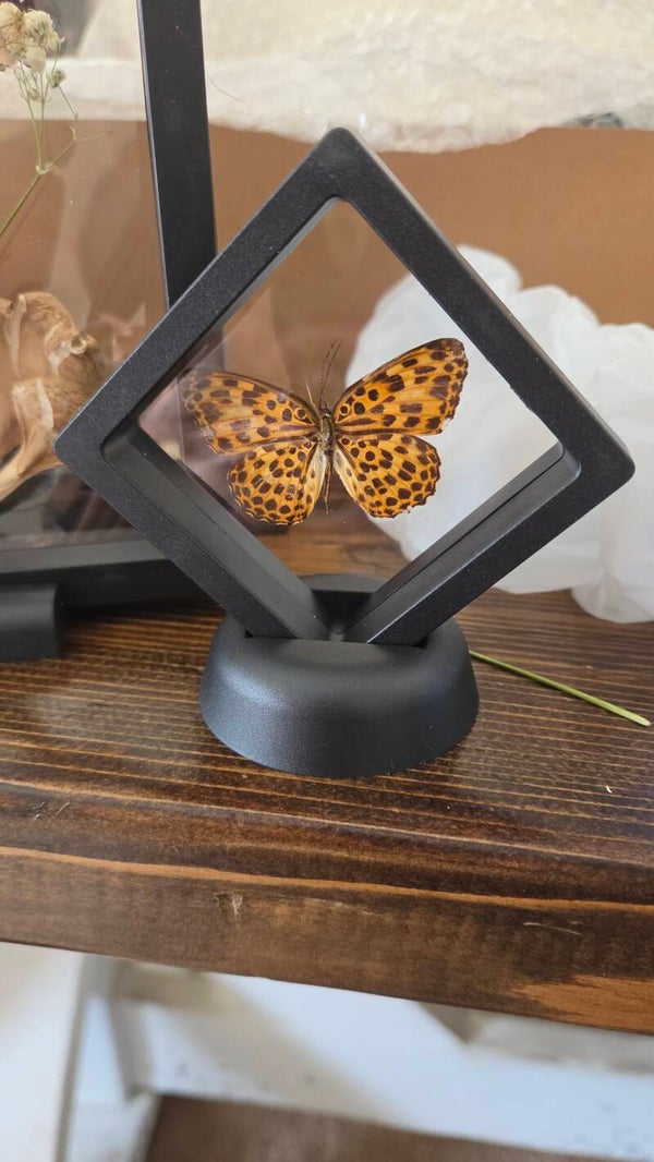 Custom butterfly or moth piece