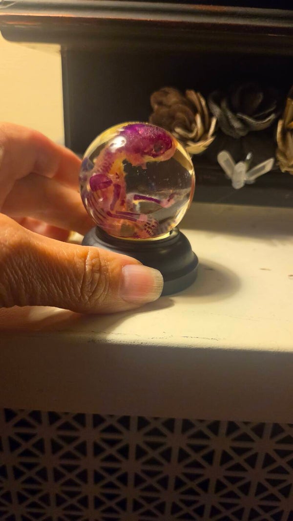 Diaphonized fetal opossum in a globe
