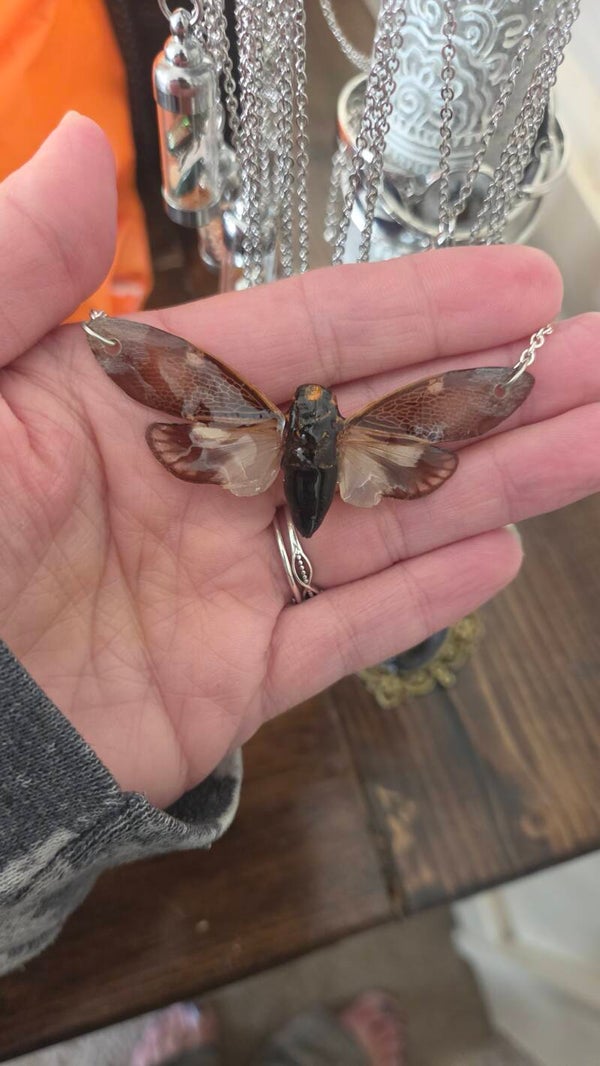 Real cicada necklace