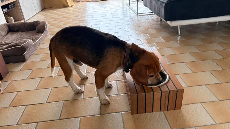 Photo support gamelles chien 