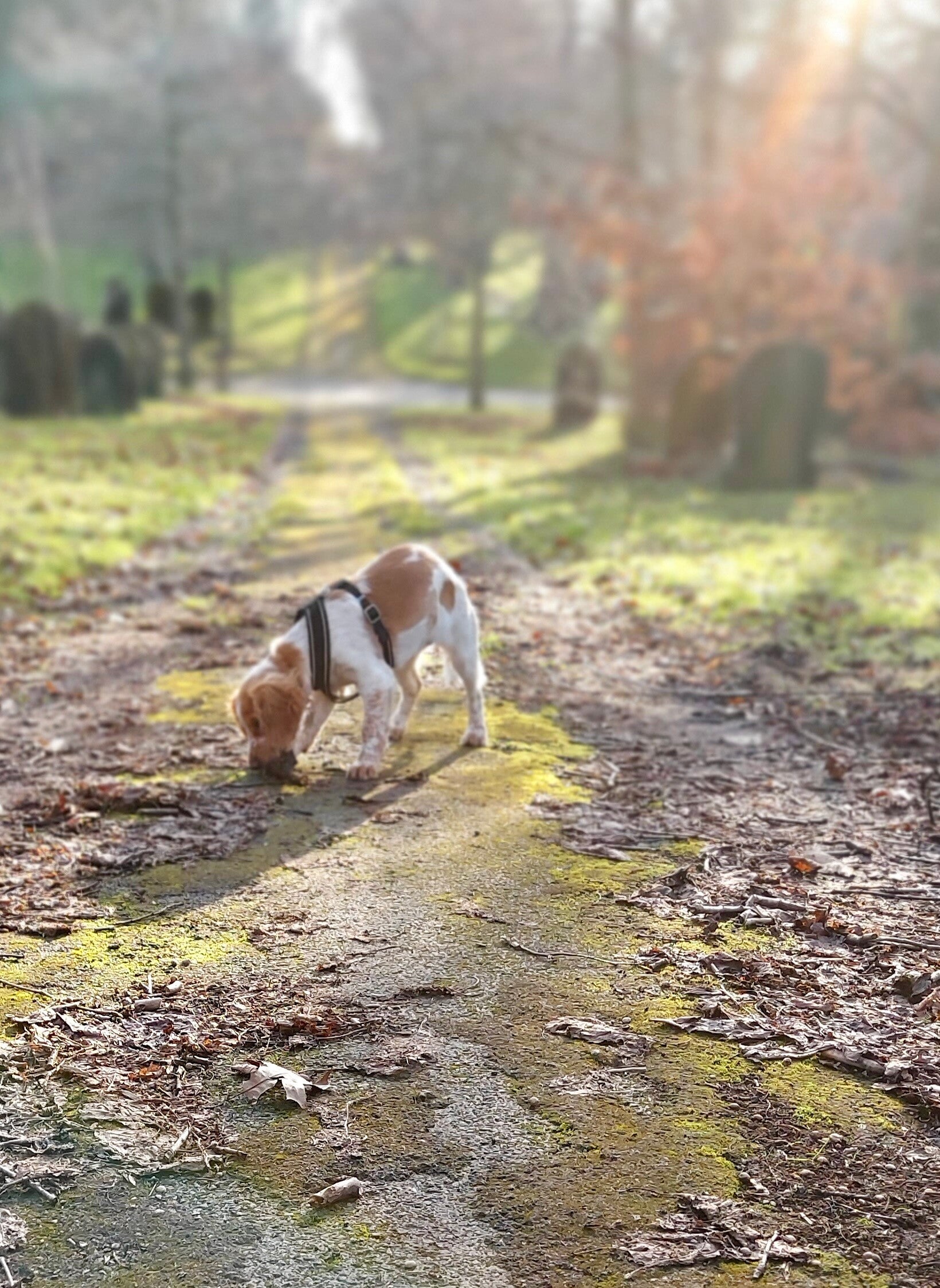 Luna the Sprocker taking in the scent of a woodland path