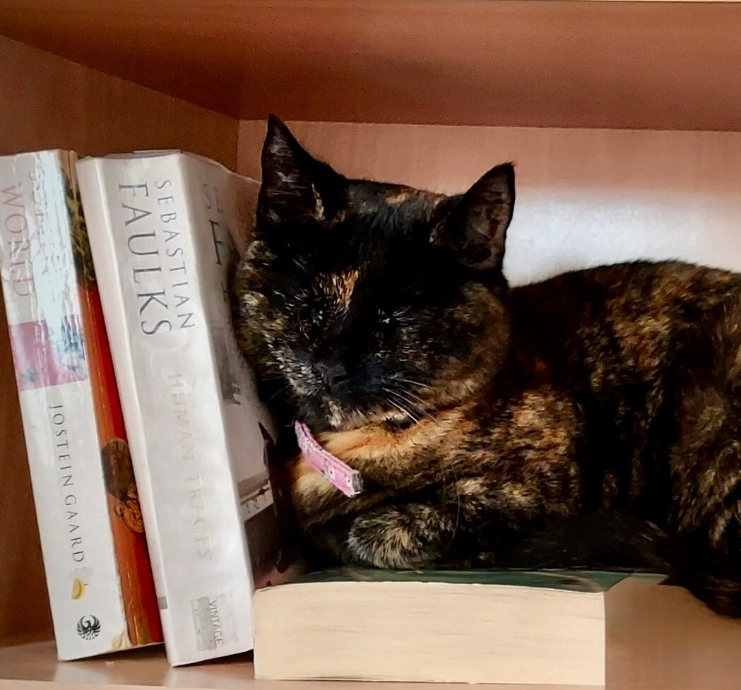 Jenny's cat enjoying the sun as she snoozes on the book shelf.