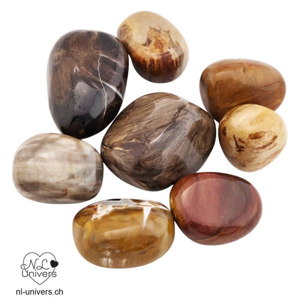 Bois fossile roulée