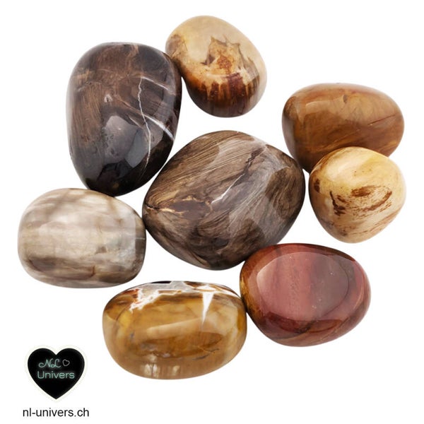 Bois fossile roulée