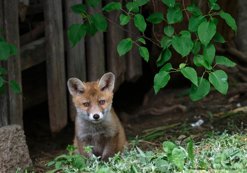 Un petit squatteur dans le jardin d'un chalet 