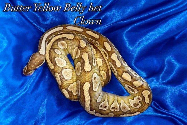 Butter Yellow Belly Het Clown