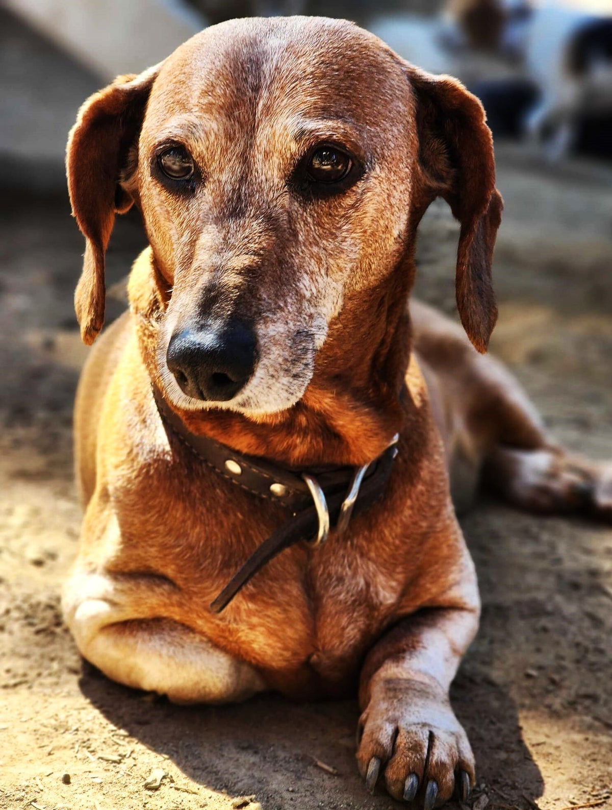 Image showcasing Prices | Pet-pampering