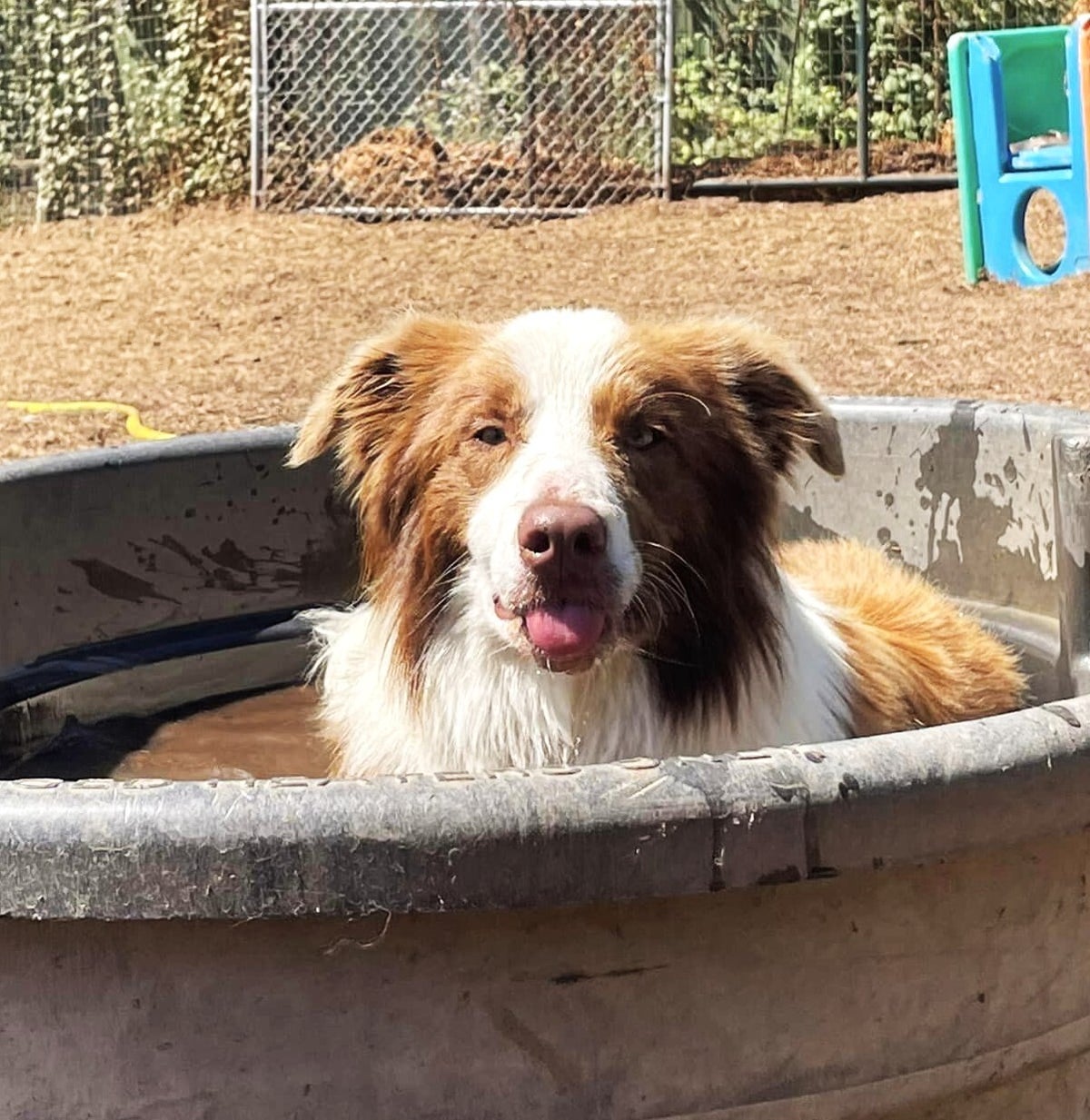 Picture of Prices | Pet-pampering