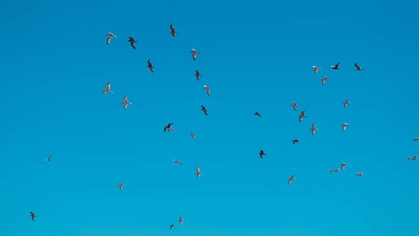 Seagulls