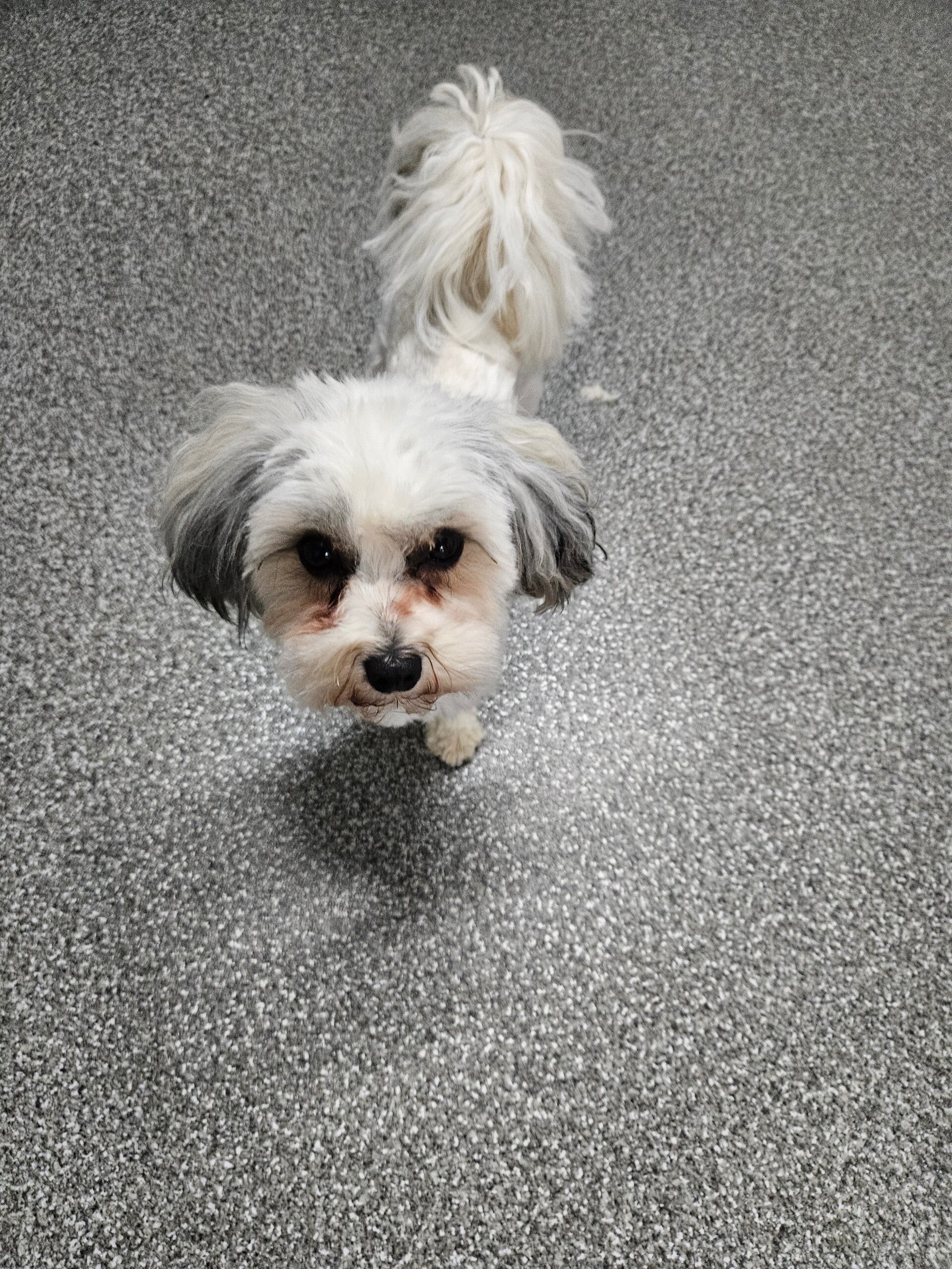 bailey_20250428_113715-standard.jpg