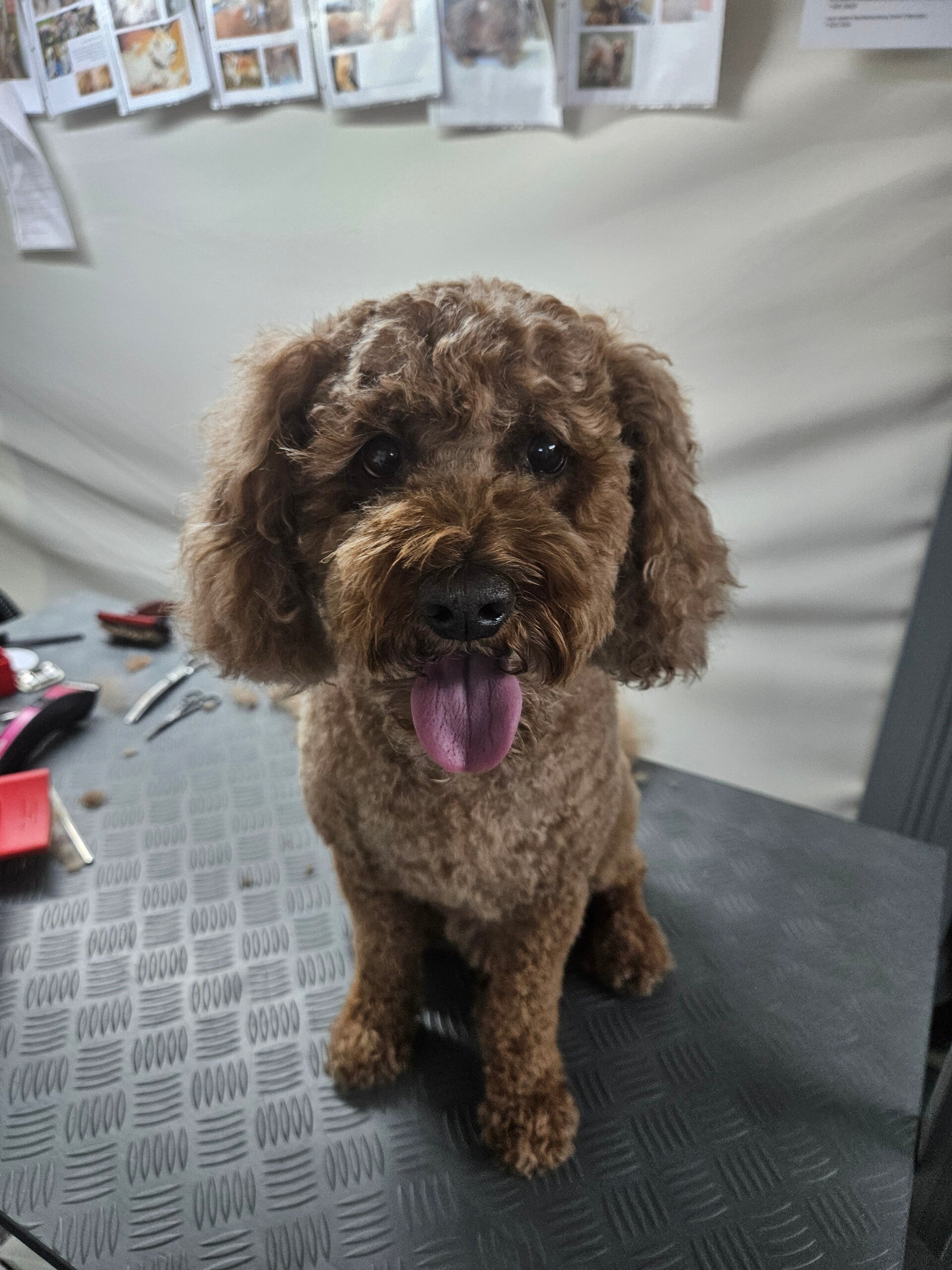 benji_20250623_153504-1-standard.jpg