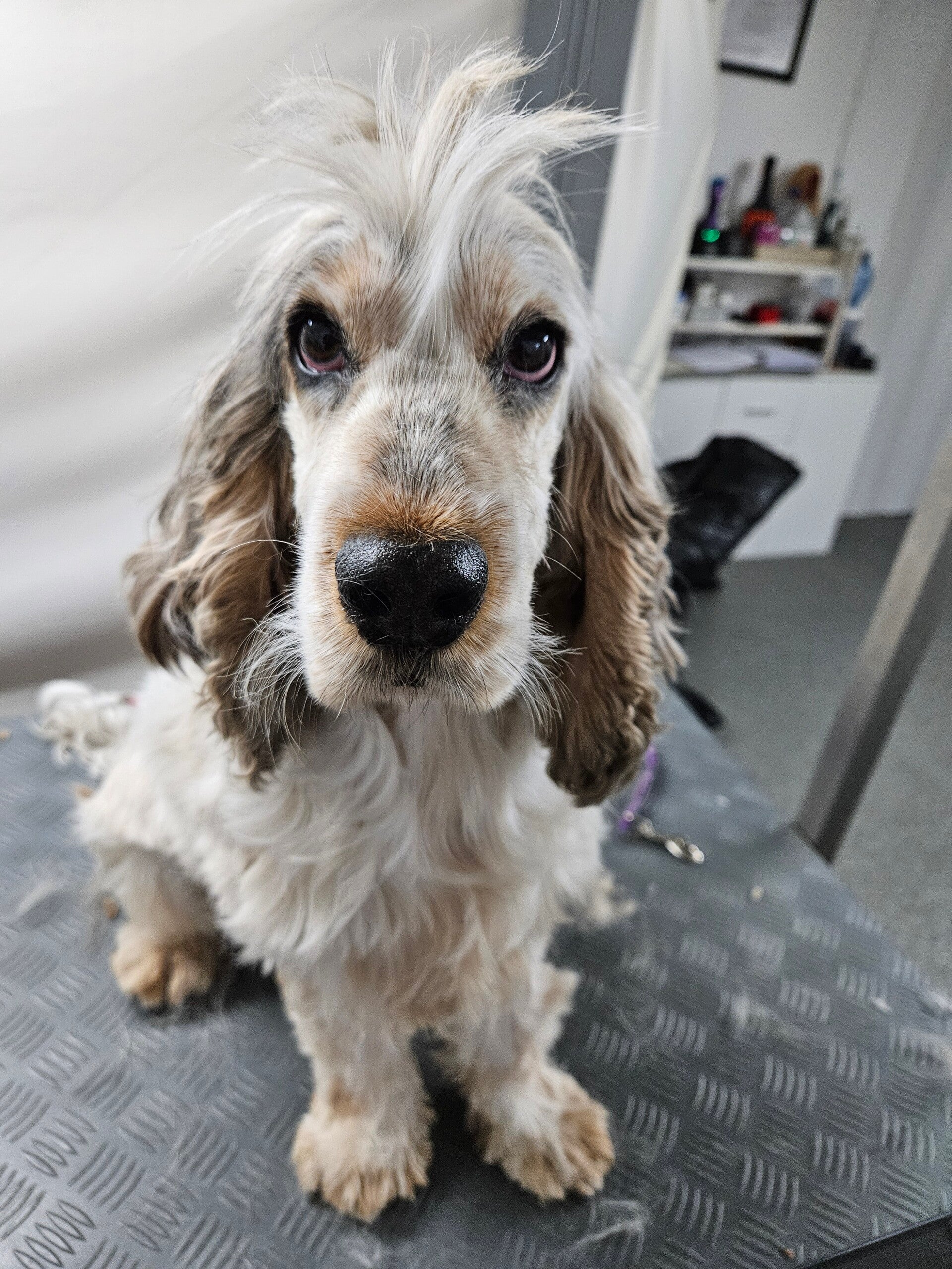 fluffy_20250924_103052-1-standard.jpg