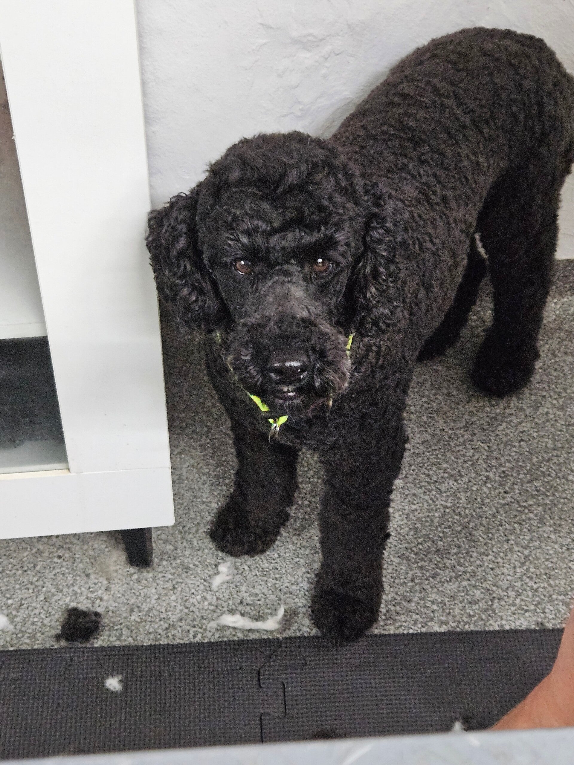 ivo_20250719_175925-1-standard.jpg
