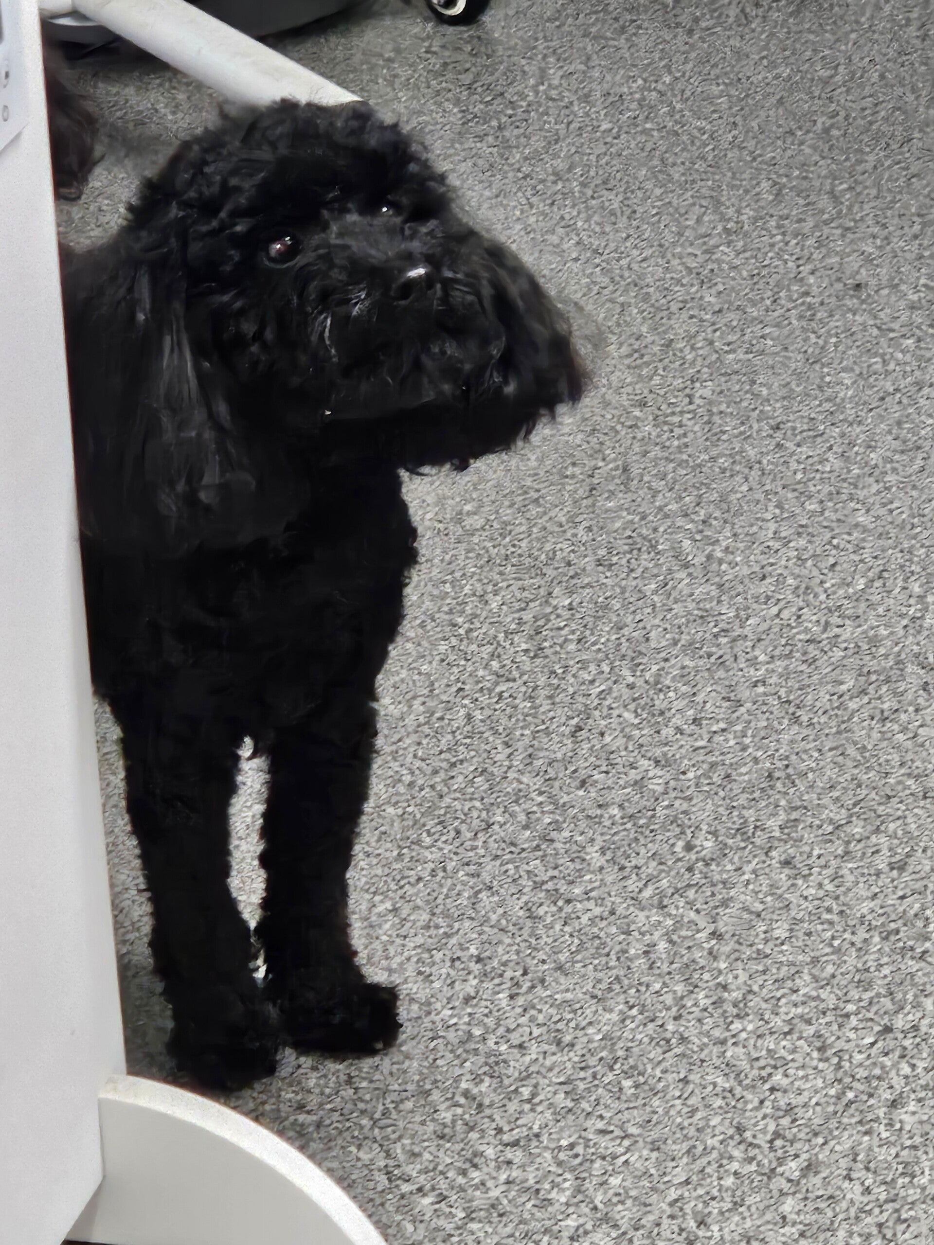nala_20260127_135637-standard.jpg